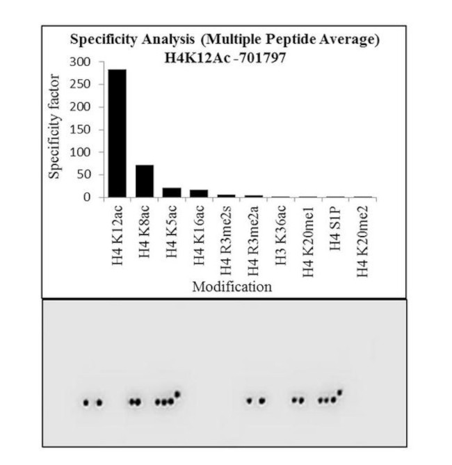 H4K12ac Antibody in Peptide array (ARRAY)
