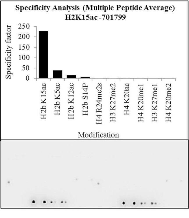 H2BK15ac Antibody