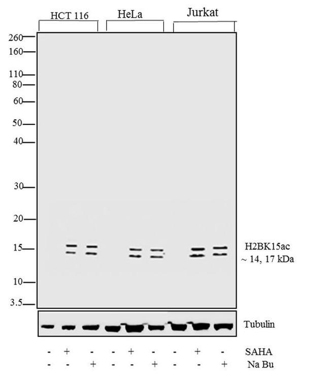 H2BK15ac Antibody in Western Blot (WB)