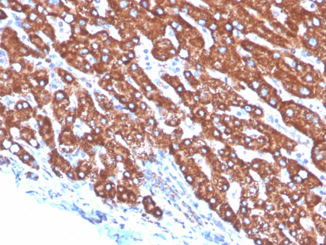 Transferrin (Early Marker of Oligodendrocytes) Antibody in Immunohistochemistry (Paraffin) (IHC (P))