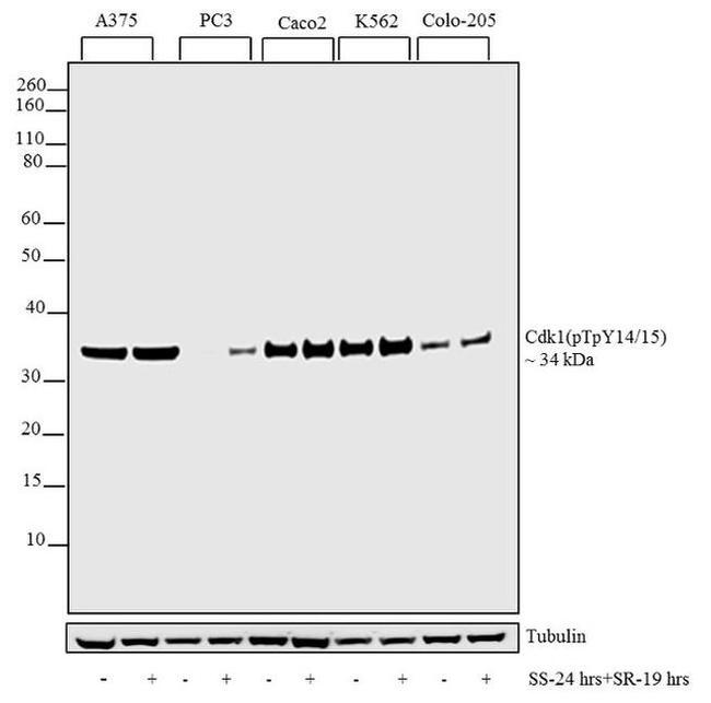 Phospho-CDK1 (Thr14, Tyr15) Antibody in Western Blot (WB)