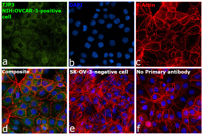 ZO-3 Antibody in Immunocytochemistry (ICC/IF)