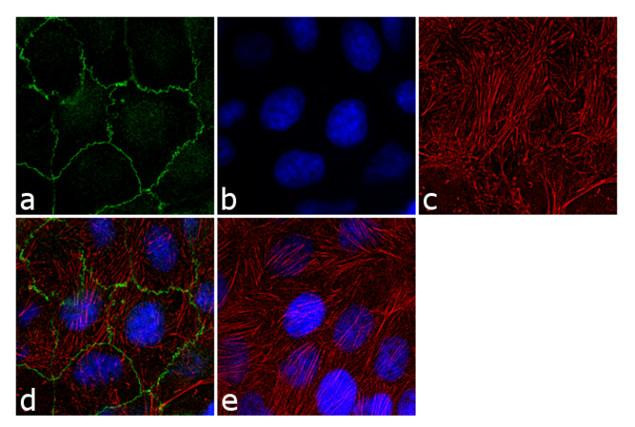 ZO-3 Antibody in Immunocytochemistry (ICC/IF)