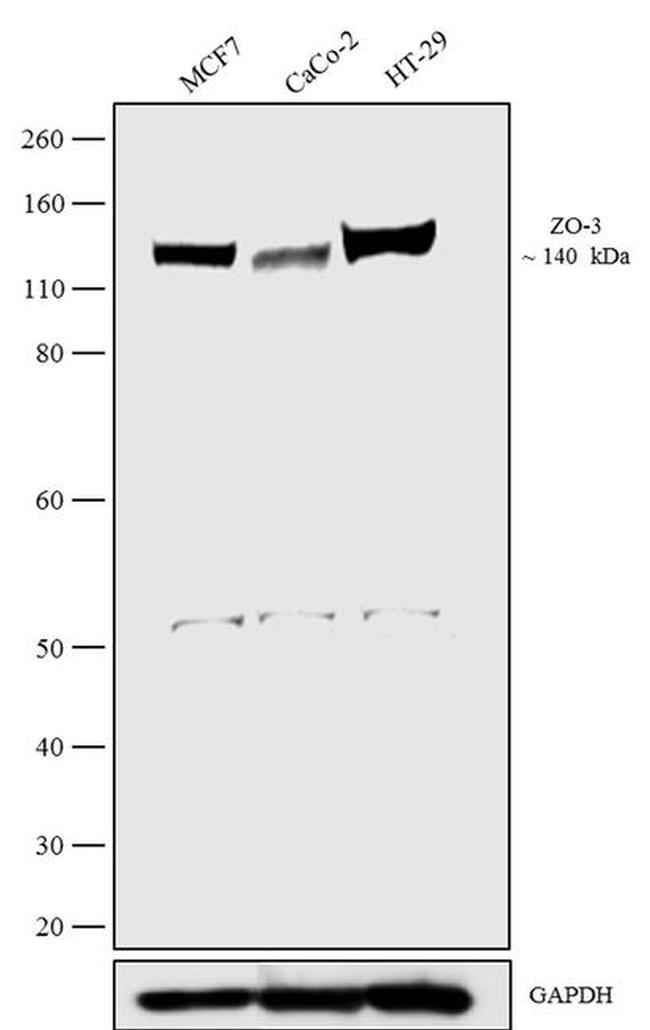 ZO-3 Antibody in Western Blot (WB)