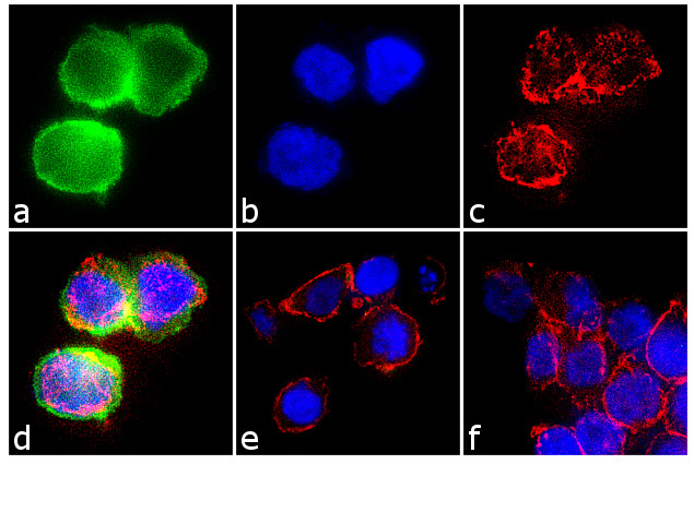 CIS Antibody in Immunocytochemistry (ICC/IF)