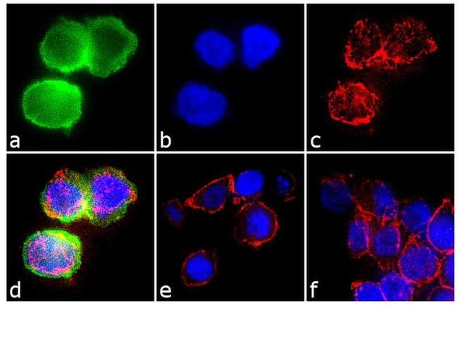 CIS Antibody