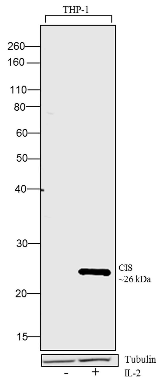 CIS Antibody in Western Blot (WB)