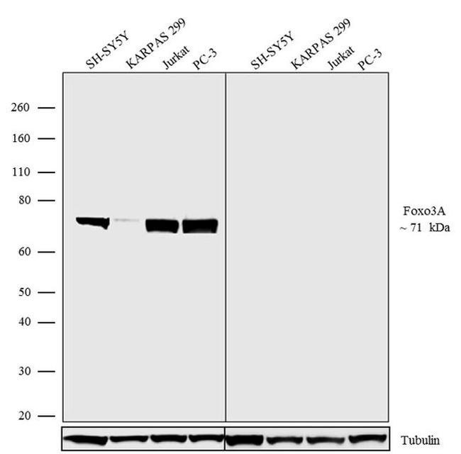 FOXO3A Antibody in Western Blot (WB)