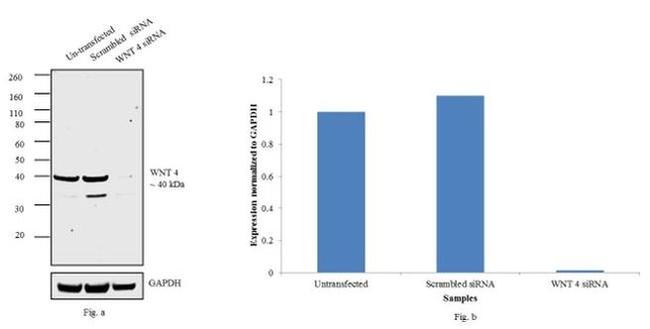 WNT4 Antibody in Western Blot (WB)