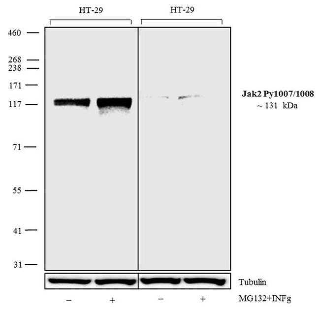 Phospho-JAK2 (Tyr1007, Tyr1008) Antibody in Western Blot (WB)