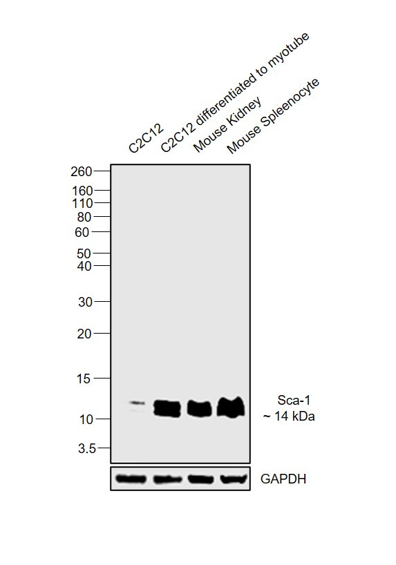 Sca-1 Antibody