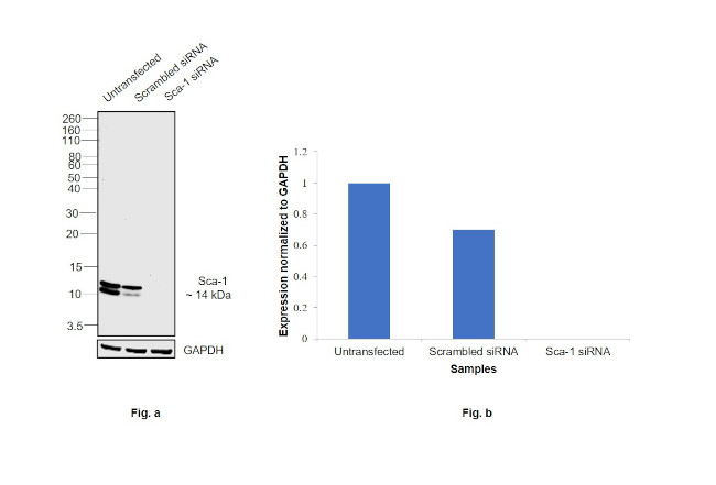 Sca-1 Antibody