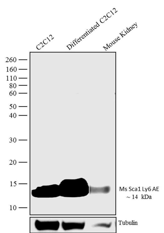 Sca-1 Antibody in Western Blot (WB)