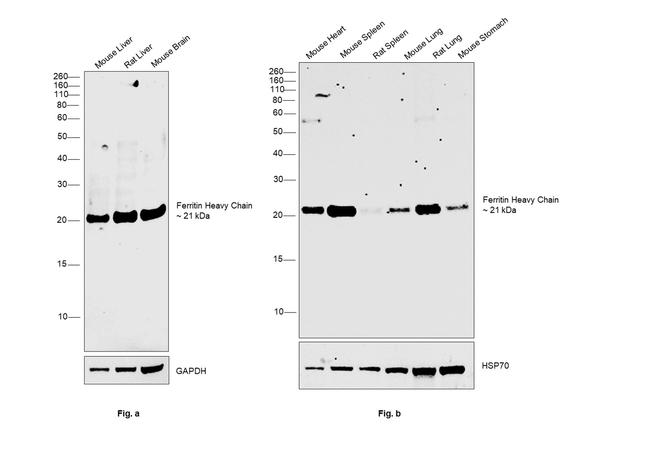 Ferritin Heavy Chain Antibody in Western Blot (WB)