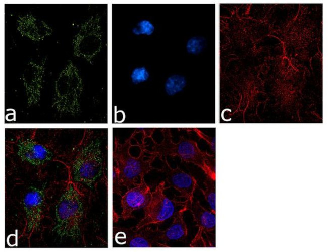 Ferritin Heavy Chain Antibody in Immunocytochemistry (ICC/IF)