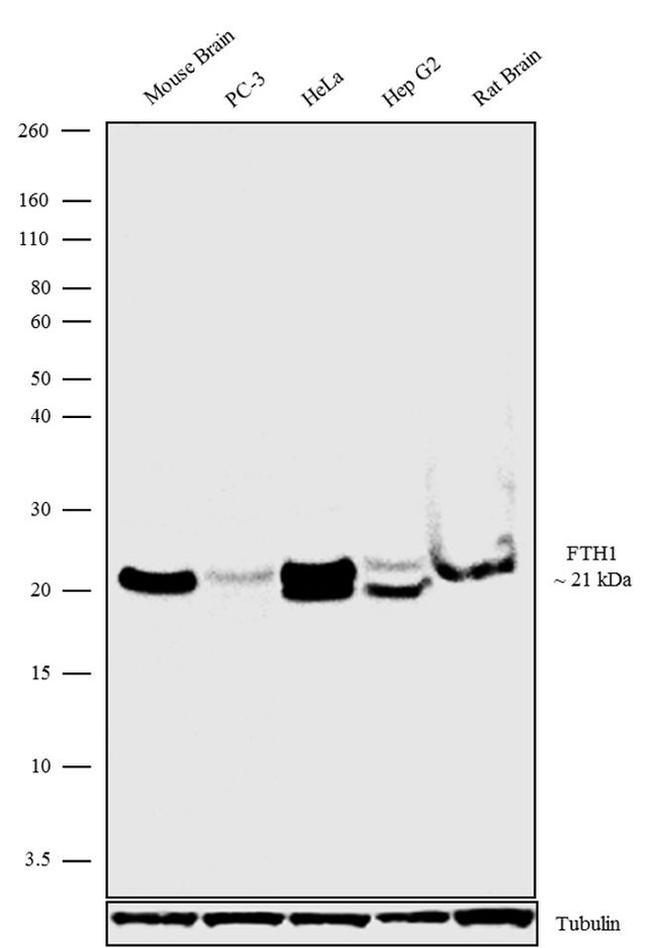 Ferritin Heavy Chain Antibody in Western Blot (WB)