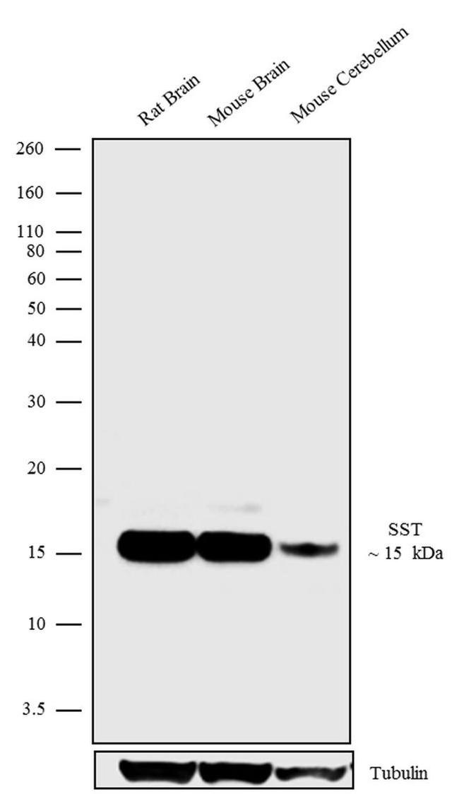 Somatostatin Antibody in Western Blot (WB)