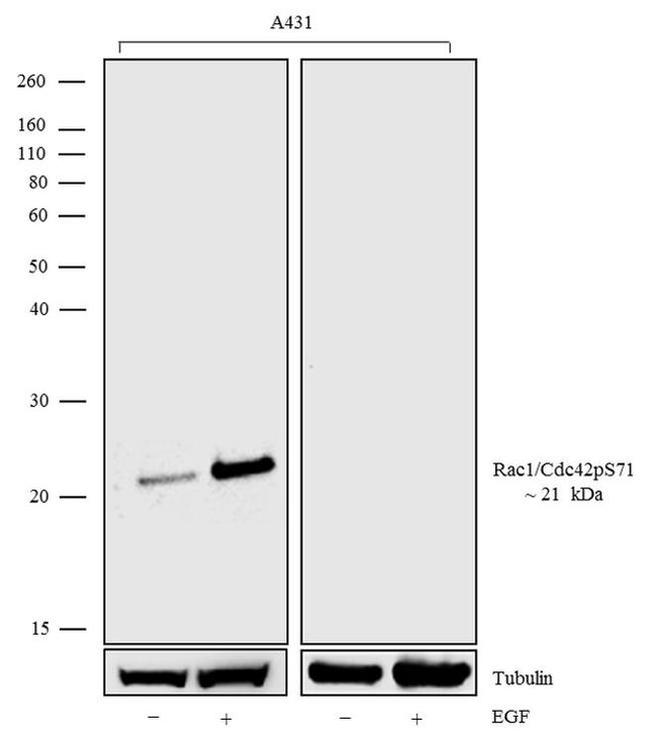 Phospho-RAC1/CDC42 (Ser71) Antibody