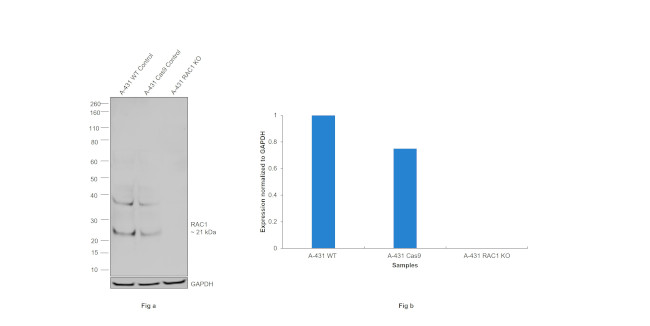 Phospho-RAC1/CDC42 (Ser71) Antibody in Western Blot (WB)