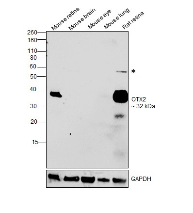 OTX2 Antibody