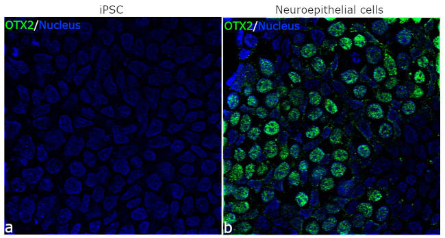 OTX2 Antibody in Immunocytochemistry (ICC/IF)