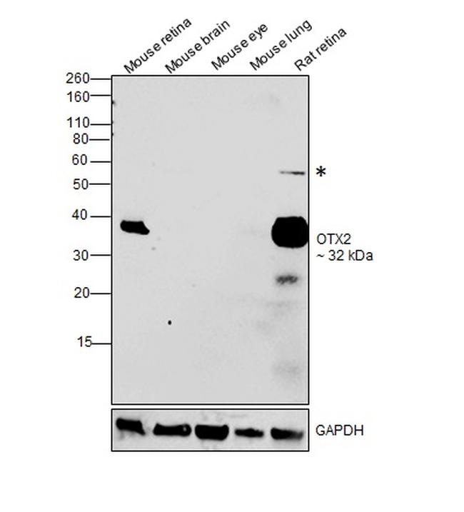 OTX2 Antibody in Western Blot (WB)