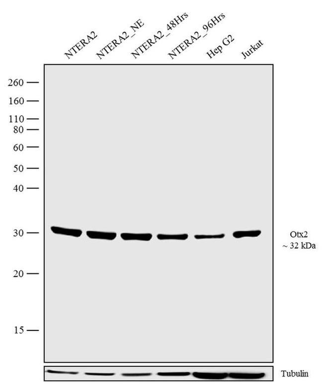 OTX2 Antibody in Western Blot (WB)