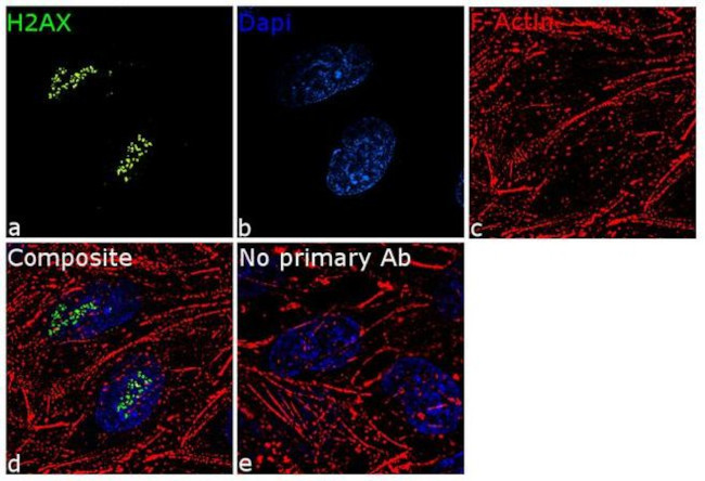 Histone H2A.X Antibody in Immunocytochemistry (ICC/IF)