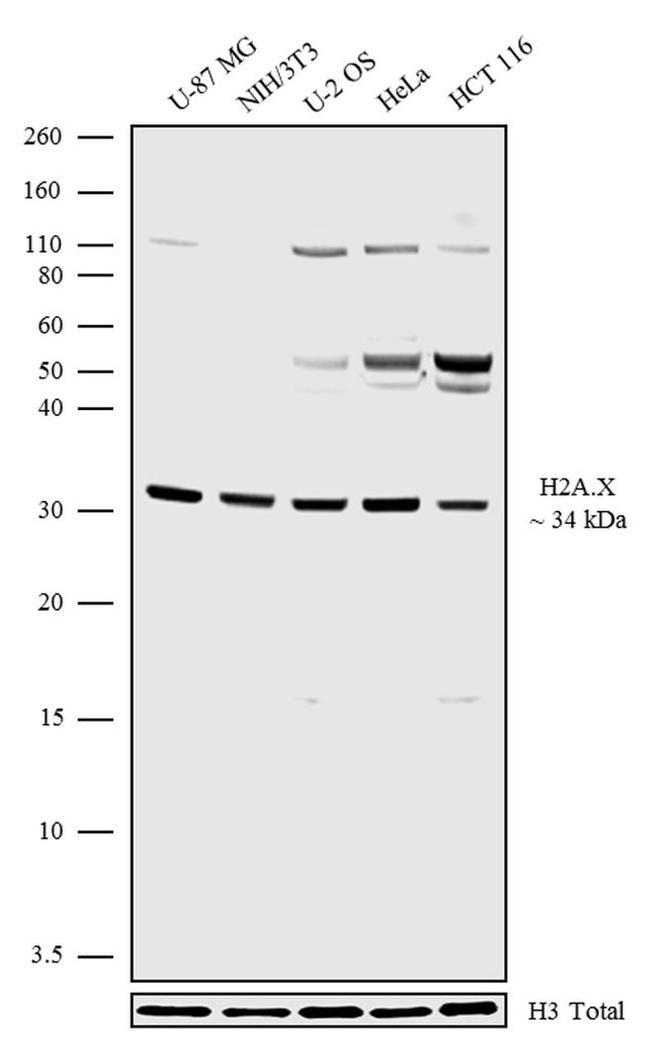 Histone H2A.X Antibody in Western Blot (WB)