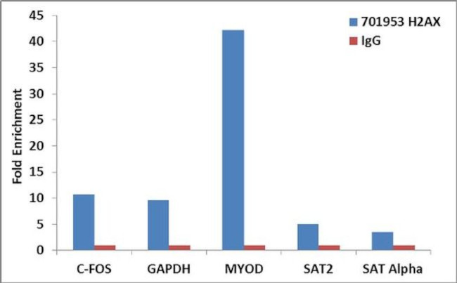 Histone H2A.X Antibody in ChIP Assay (ChIP)