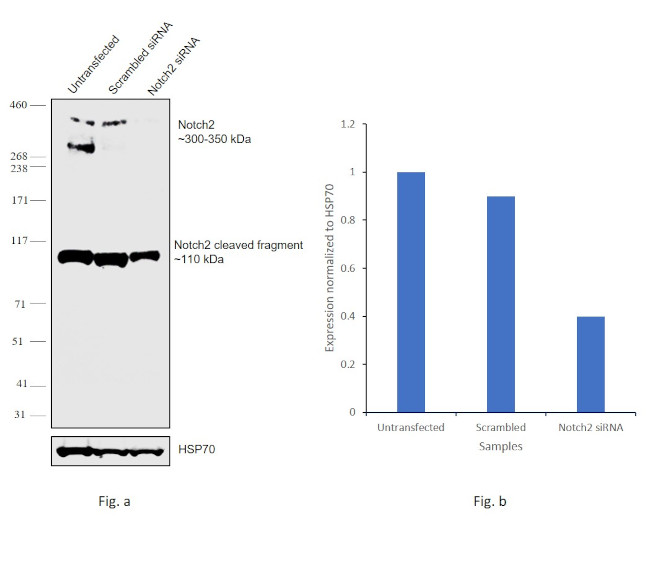 NOTCH2 Antibody