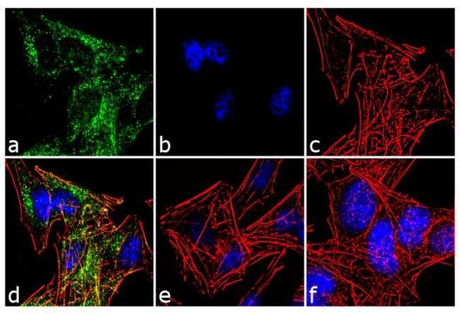 TrkC Antibody