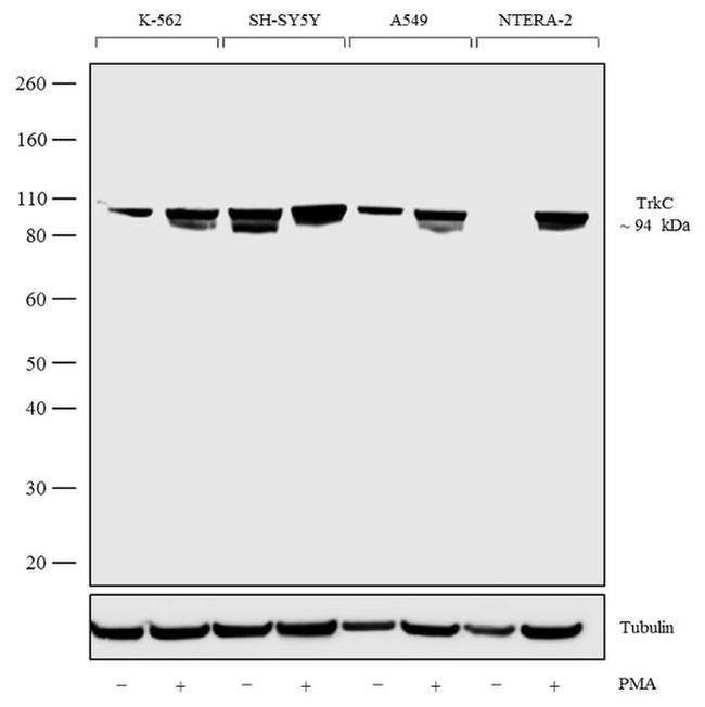 TrkC Antibody in Western Blot (WB)