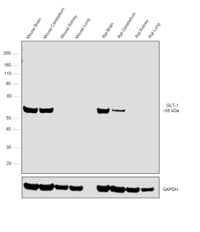 GLT-1 Antibody