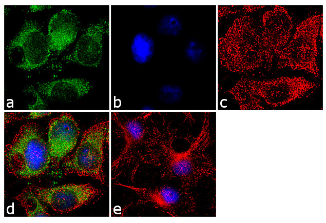 Glutamine Synthetase Antibody in Immunocytochemistry (ICC/IF)