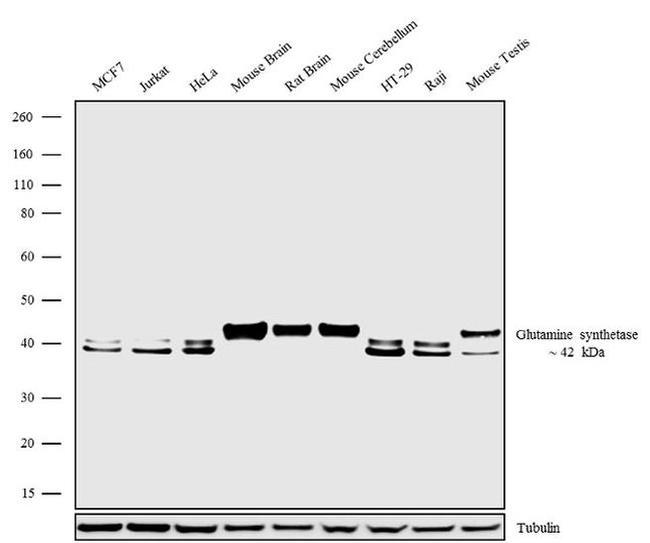 Glutamine Synthetase Antibody in Western Blot (WB)