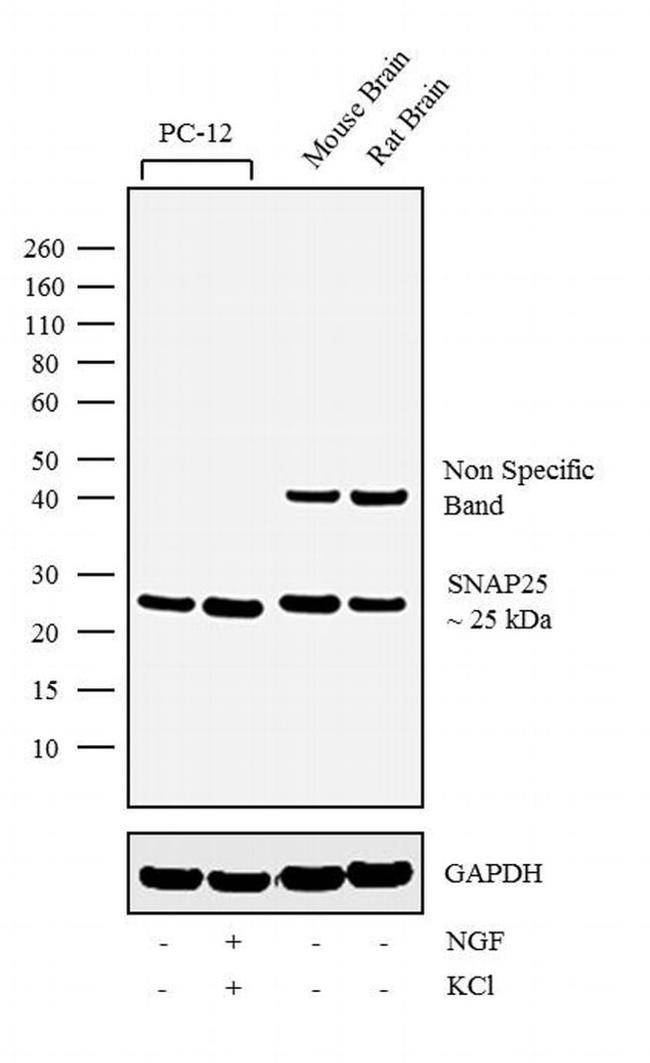 SNAP25 Antibody