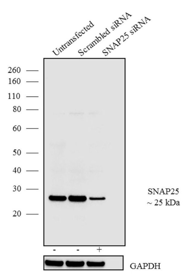 SNAP25 Antibody