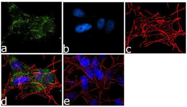 PSD93 Antibody in Immunocytochemistry (ICC/IF)