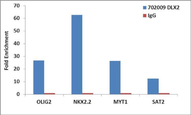 DLX2 Antibody in ChIP Assay (ChIP)