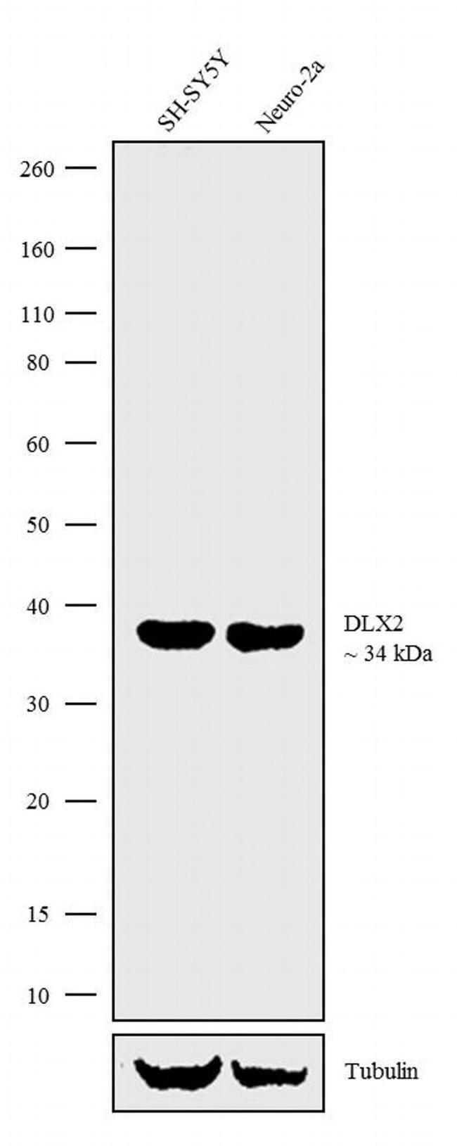 DLX2 Antibody in Western Blot (WB)