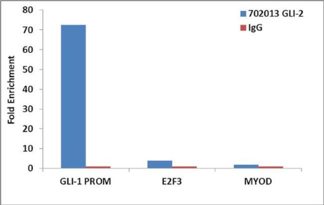 GLI2 Antibody in ChIP Assay (ChIP)