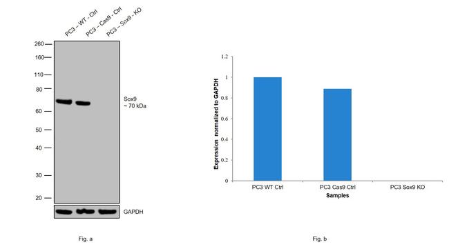 SOX9 Antibody in Western Blot (WB)