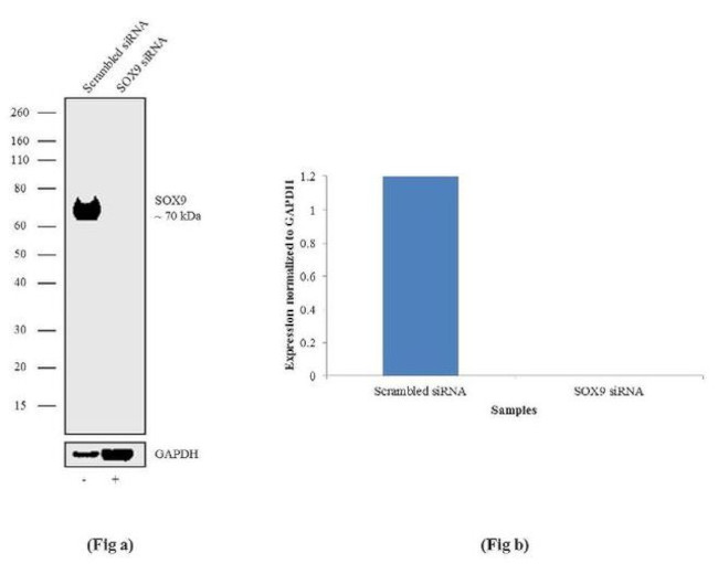 SOX9 Antibody