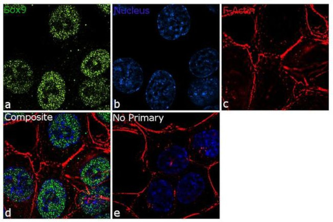 SOX9 Antibody in Immunocytochemistry (ICC/IF)