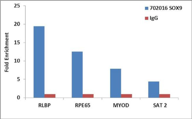 SOX9 Antibody in ChIP Assay (ChIP)