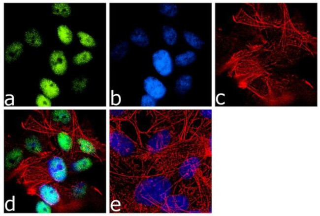 NeuN Antibody in Immunocytochemistry (ICC/IF)