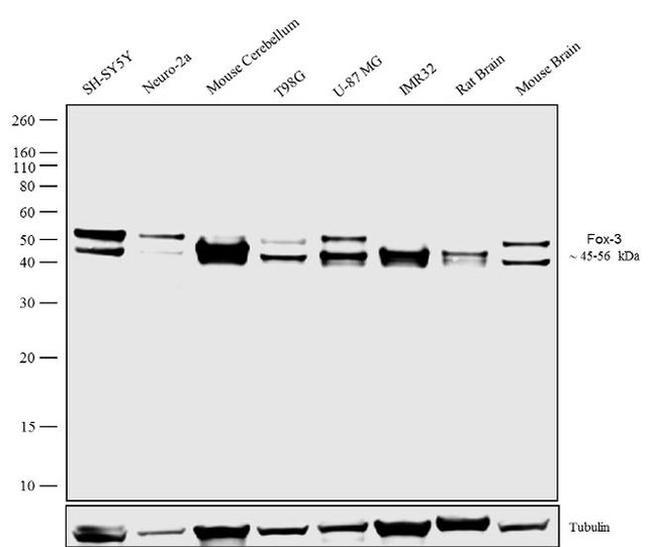 NeuN Antibody in Western Blot (WB)