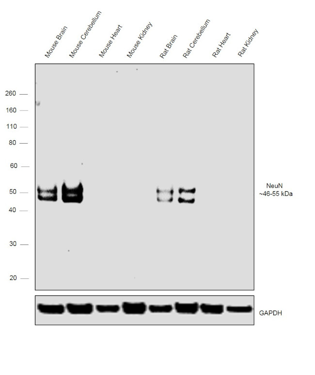 NeuN Antibody