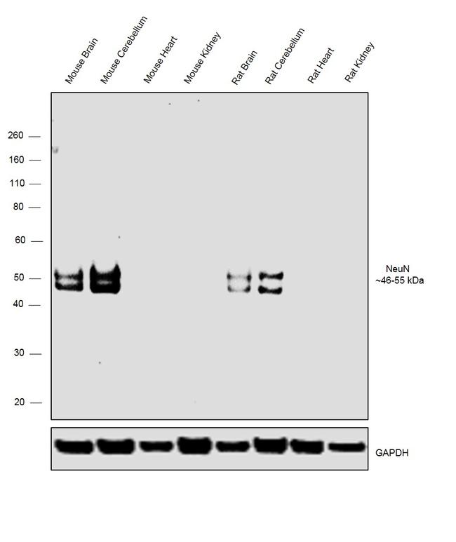 NeuN Antibody in Western Blot (WB)